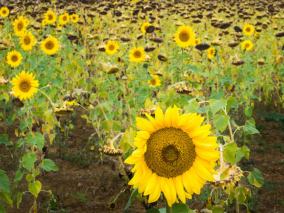 Day 16: Frómista to Carrión de los Condes