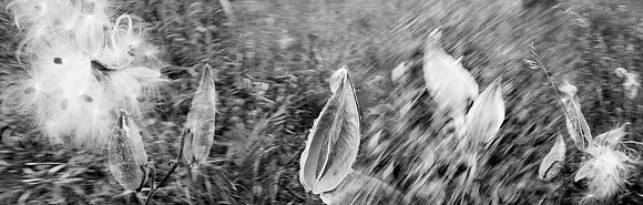Milkweed Under Foot