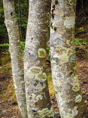 Day 1: St. Jean Pied de Port to Roncesvalles