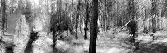 In a Pine Grove