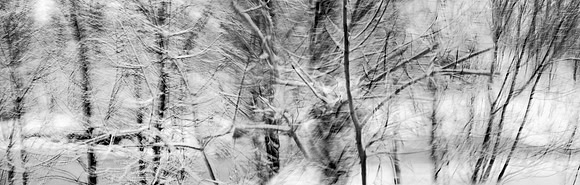 Winter Woods