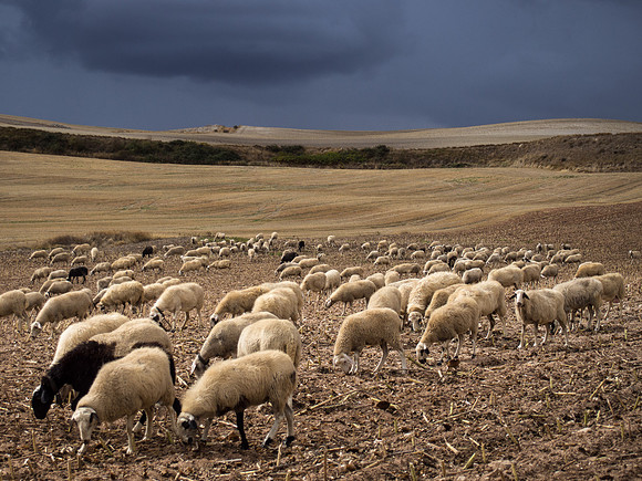 Day 13: Burgos to Hornillos del Camino