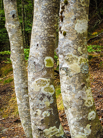 Day 1: St. Jean Pied de Port to Roncesvalles
